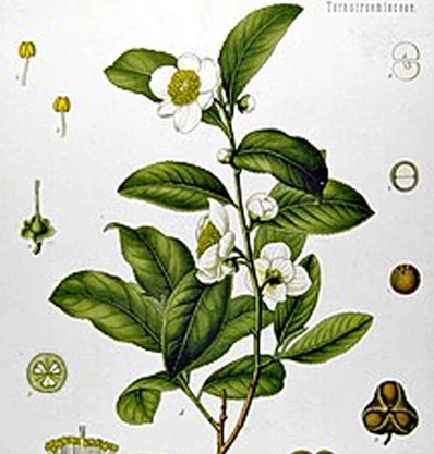 Botanical origin