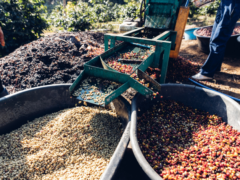 coffee-processing