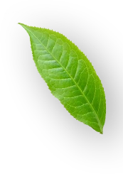 leaf top