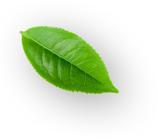 leaf bottm